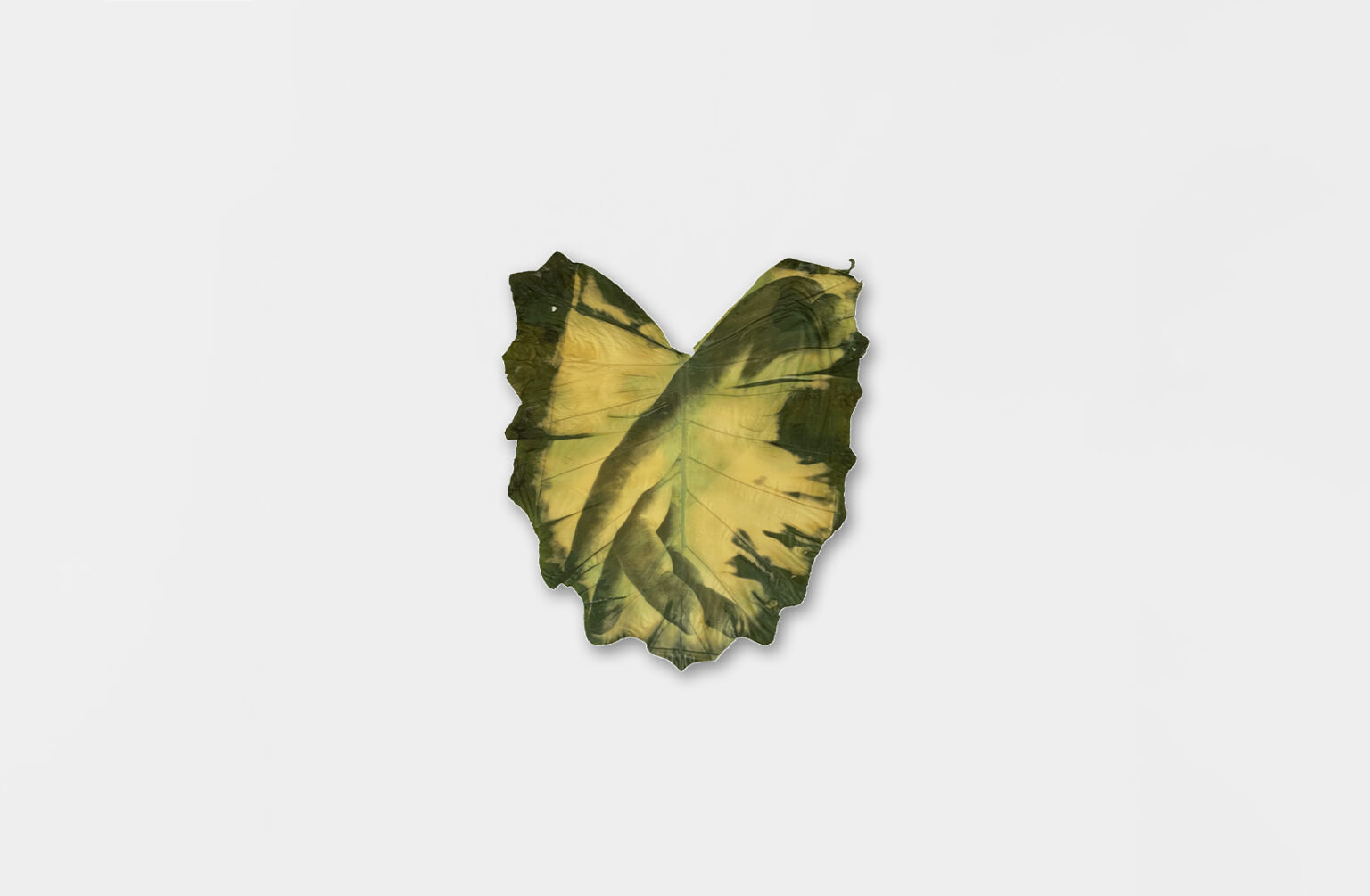 Almudena Romero - Hand IV