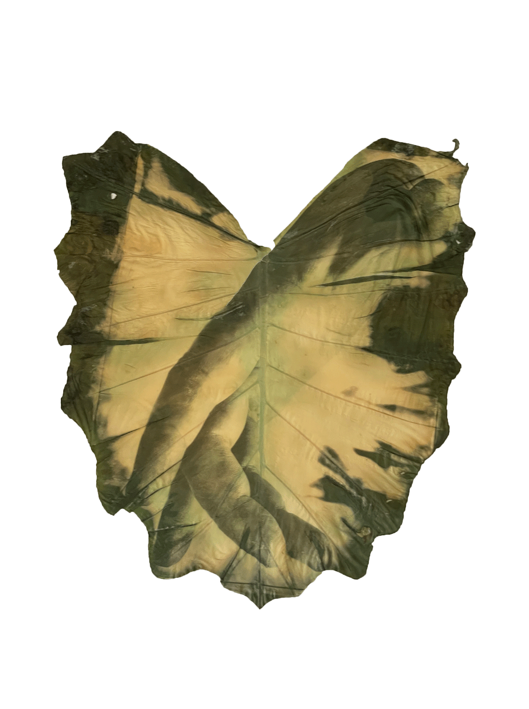 Almudena Romero - Hand IV