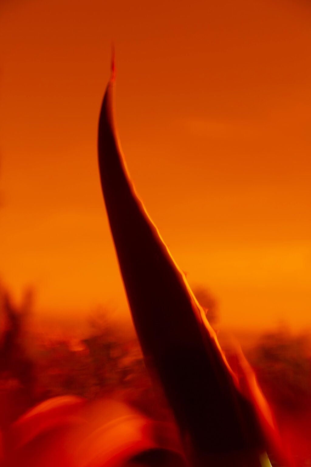 Christopher Barraja - De chlore et de rosé