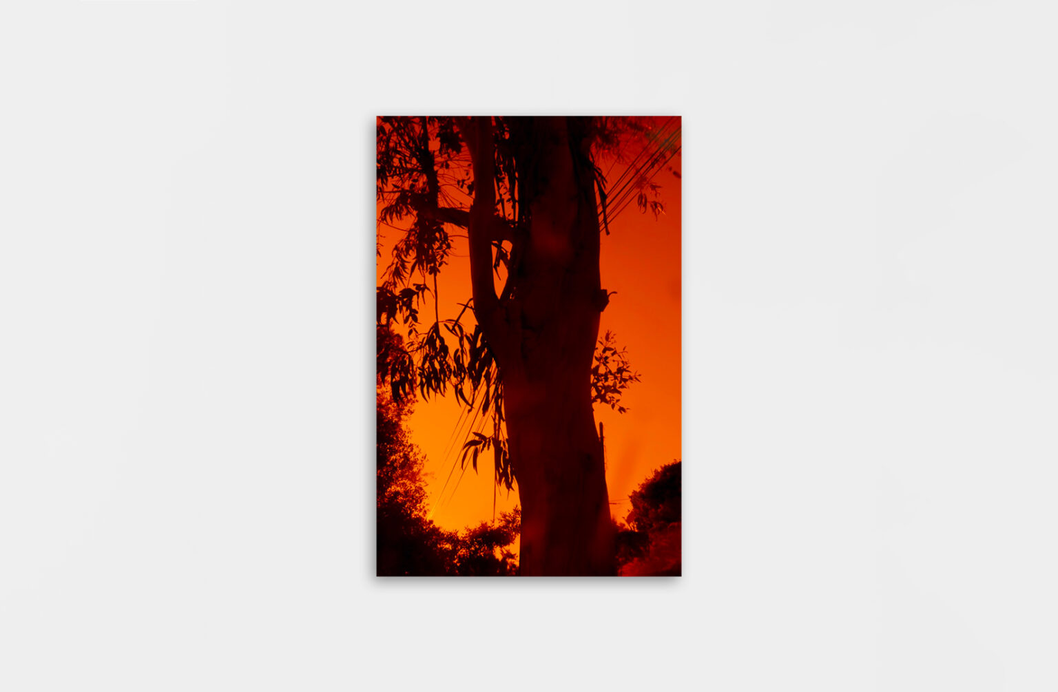 De Chlore et de Rosé - Christopher Barraja