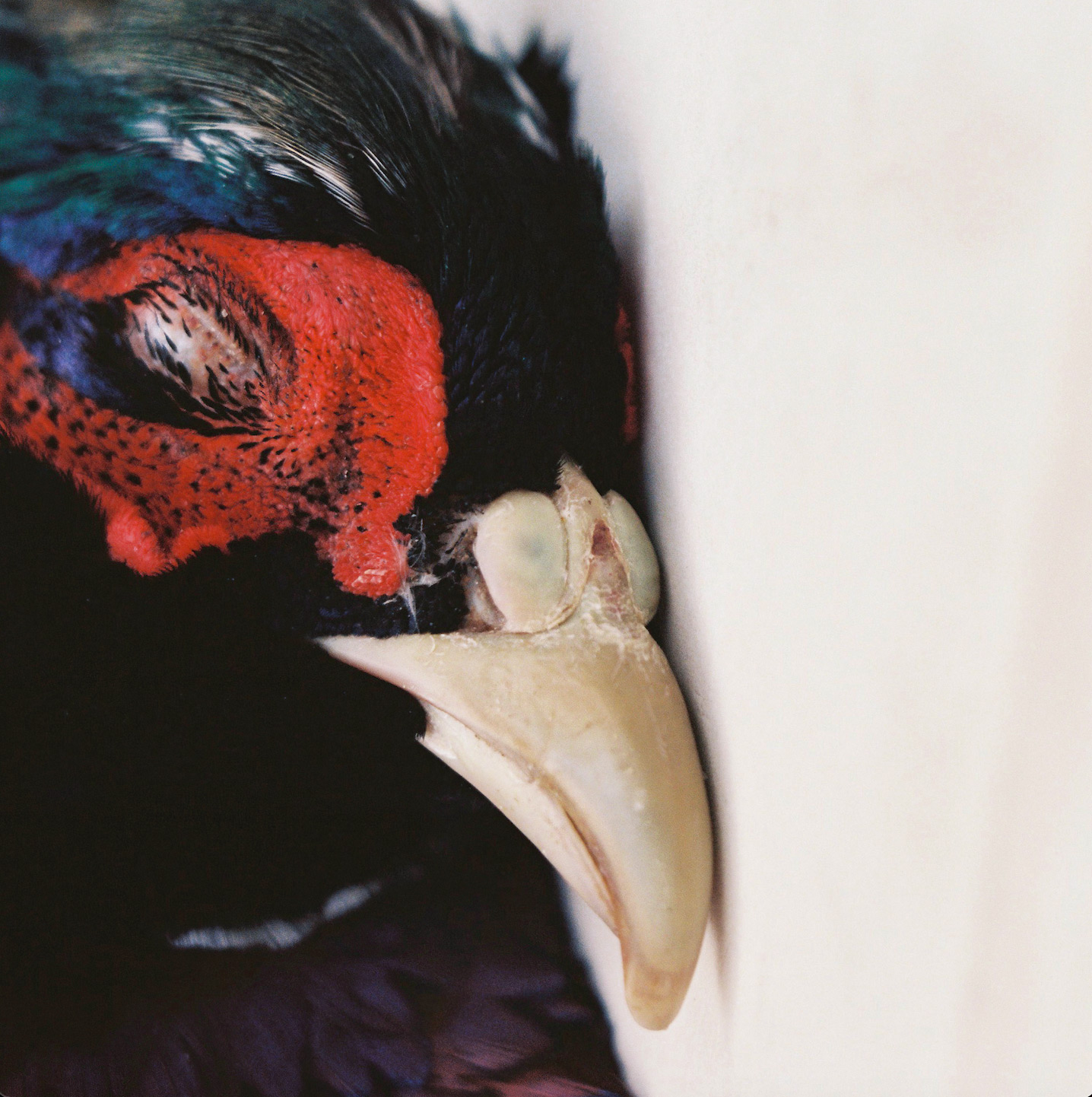 l'oeil-fatigue #4 - Juliette Alhmah