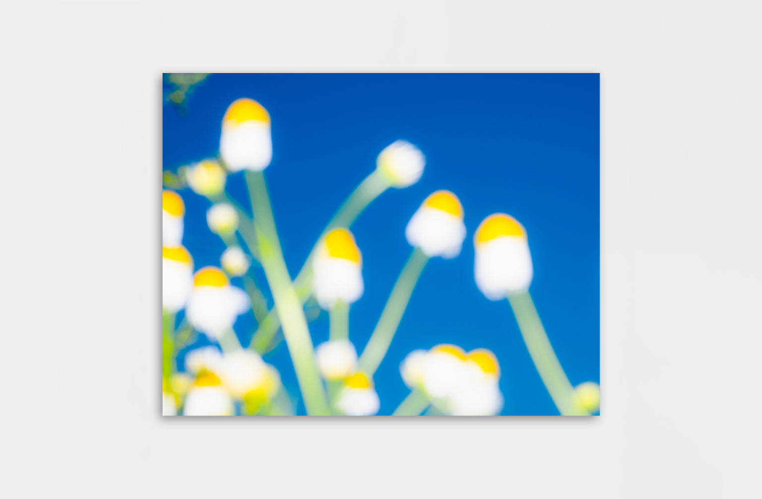 Ettienne_Francey_Camomille