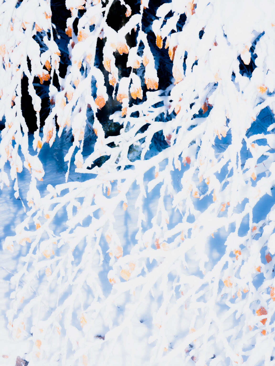 (c)-etienne-francey_JPG-WEB-sRVB-72ppp-43